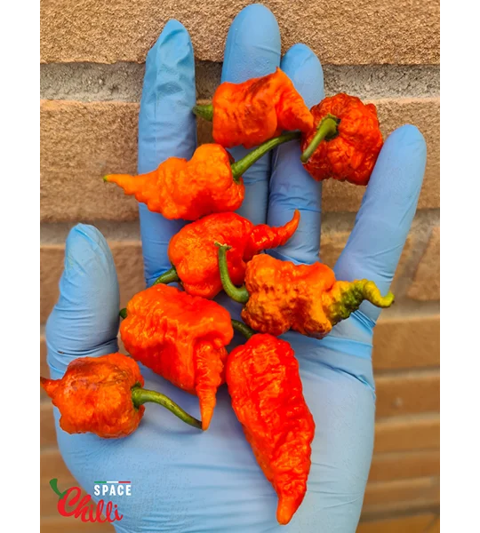 Reaper Sbagliato Red F8 (10+ Seeds)