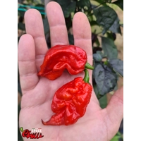 Red Shark F7 (10+ Seeds)