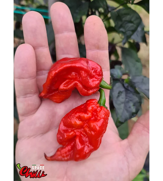 Red Shark F7 (10+ Seeds)