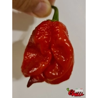 Red Shark F7 (10+ Seeds)