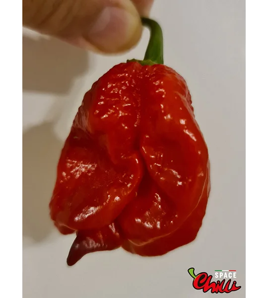 Red Shark F7 (10+ Seeds)