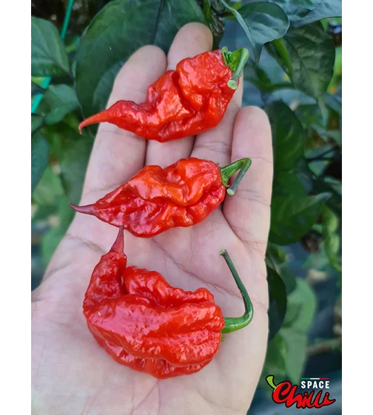Red Shark F7 (10+ Seeds)