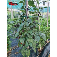 Red Shark F7 (10+ Seeds)