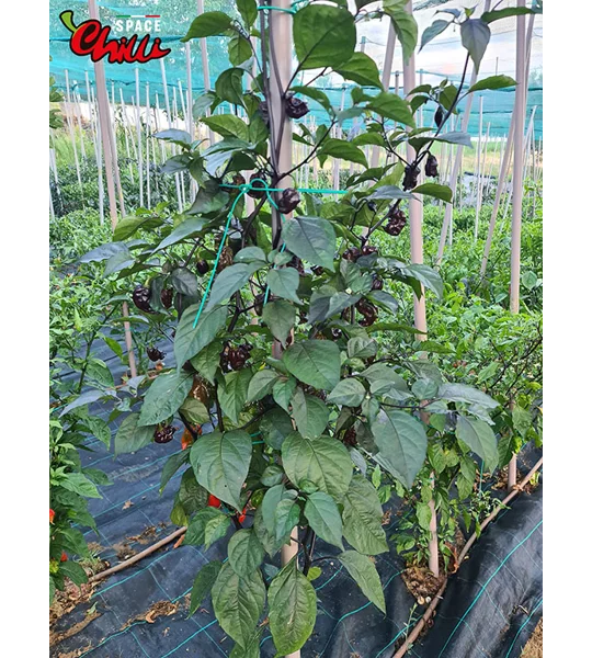 Red Shark F7 (10+ Seeds)