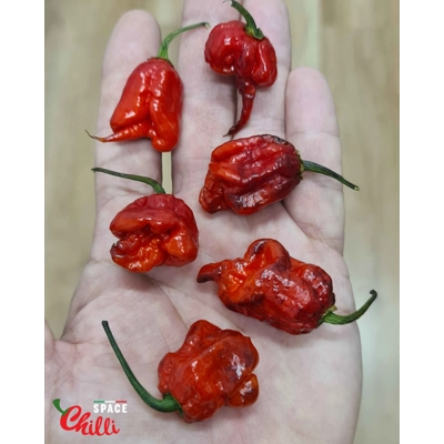 Red Shark F7 (10+ Seeds) Red Shark F7 (10+ Seeds)