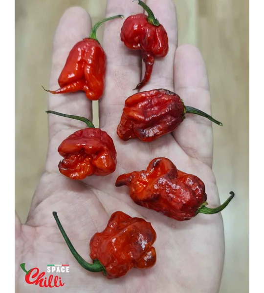 Red Shark F7 (10+ Seeds)