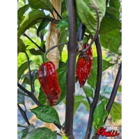 Red Shark F7 (10+ Seeds)