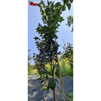 Red Shark F7 (10+ Seeds)