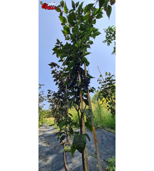 Red Shark F7 (10+ Seeds)