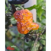 Reaper Sbagliato Orange F8 (10+ Seeds) Reaper Sbagliato Orange F8 (10+ Seeds)