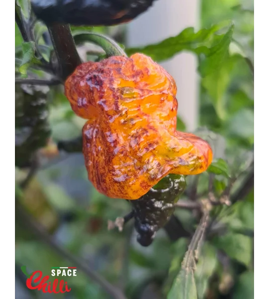 Reaper Sbagliato Orange F8 (10+ Seeds)