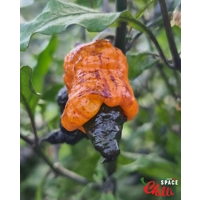 Reaper Sbagliato Orange F8 (10+ Seeds) Reaper Sbagliato Orange F8 (10+ Seeds)