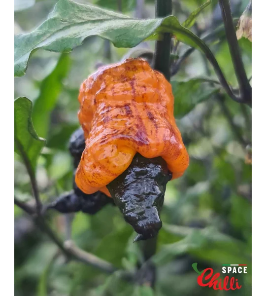 Reaper Sbagliato Orange F8 (10+ Seeds)