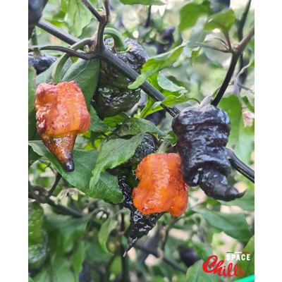 Reaper Sbagliato Orange F8 (10+ Seeds) Reaper Sbagliato Orange F8 (10+ Seeds)