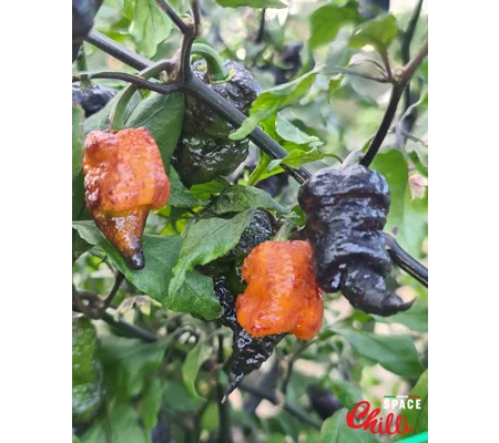 Reaper Sbagliato Orange F8 (10+ Seeds)
