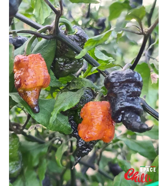 Reaper Sbagliato Orange F8 (10+ Seeds)