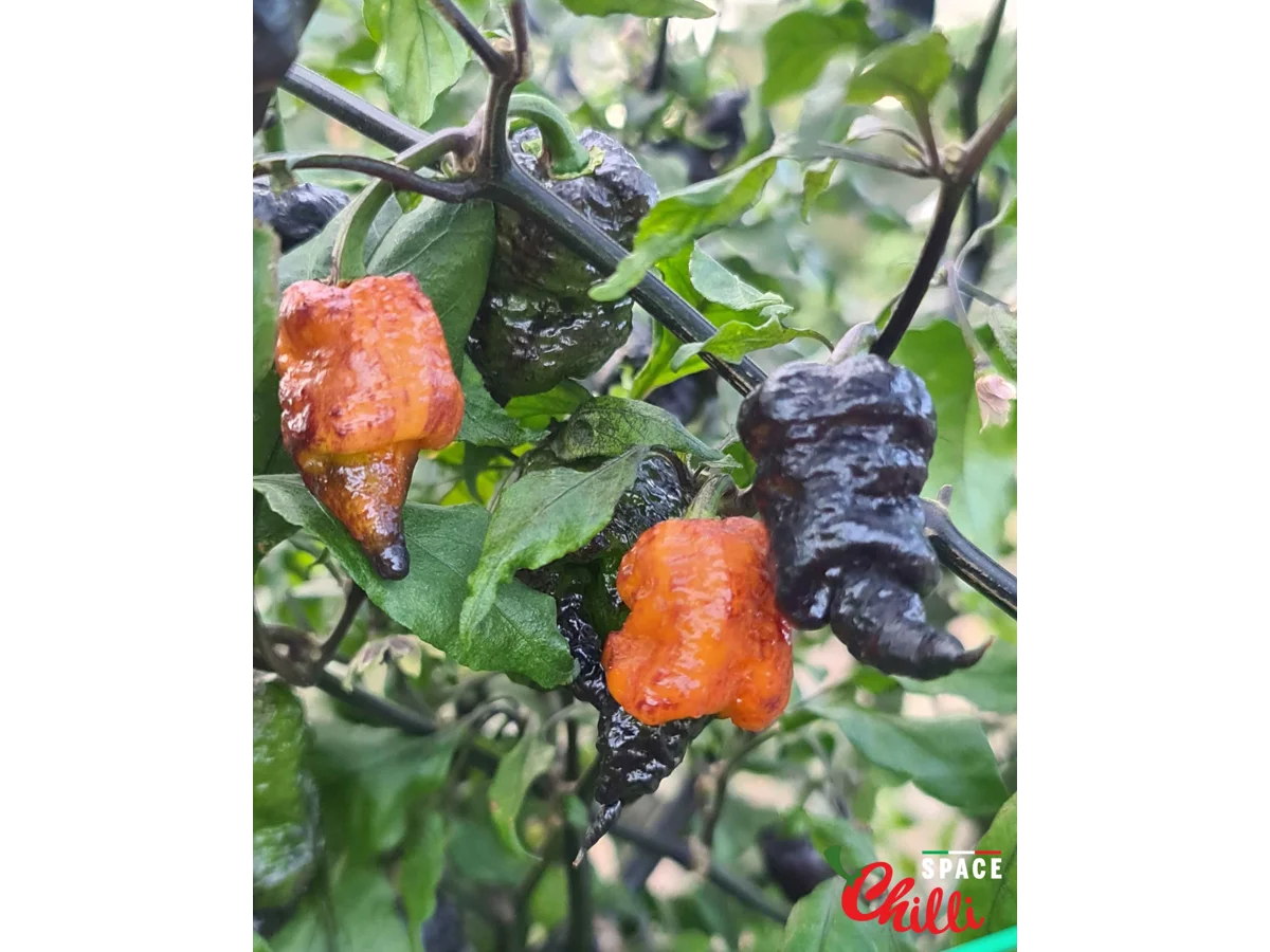 Space Chilli Peppers