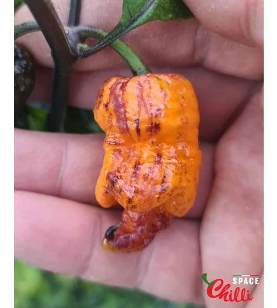Reaper Sbagliato Orange F8 (10+ Seeds)