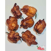 Reaper Sbagliato Orange F8 (10+ Seeds) Reaper Sbagliato Orange F8 (10+ Seeds)