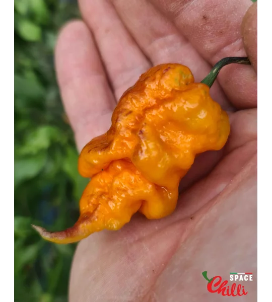 Reaper Sbagliato Orange F8 (10+ Seeds)