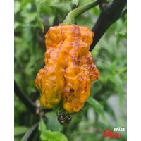 Reaper Sbagliato Orange F8 (10+ Seeds) Reaper Sbagliato Orange F8 (10+ Seeds)