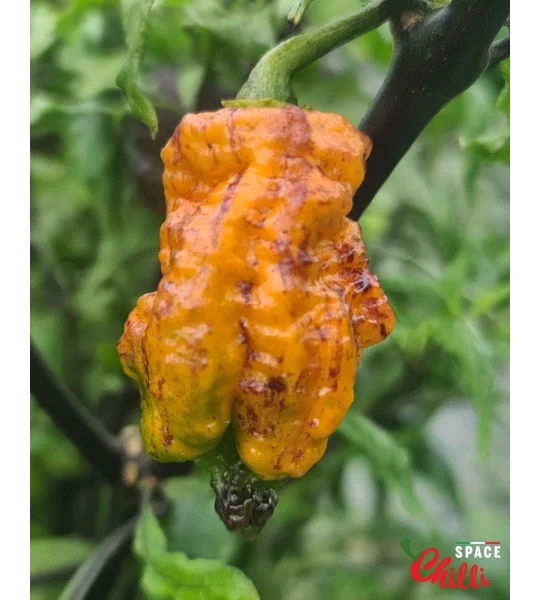 Reaper Sbagliato Orange F8 (10+ Seeds)