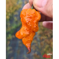Reaper Sbagliato Orange F8 (10+ Seeds) Reaper Sbagliato Orange F8 (10+ Seeds)