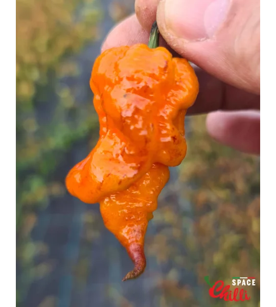 Reaper Sbagliato Orange F8 (10+ Seeds)