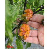 Reaper Sbagliato Orange F8 (10+ Seeds) Reaper Sbagliato Orange F8 (10+ Seeds)