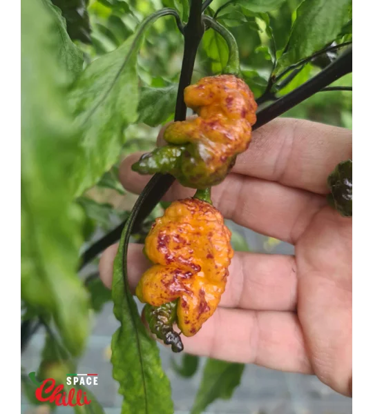Reaper Sbagliato Orange F8 (10+ Seeds)