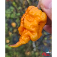 Reaper Sbagliato Orange F8 (10+ Seeds) Reaper Sbagliato Orange F8 (10+ Seeds)