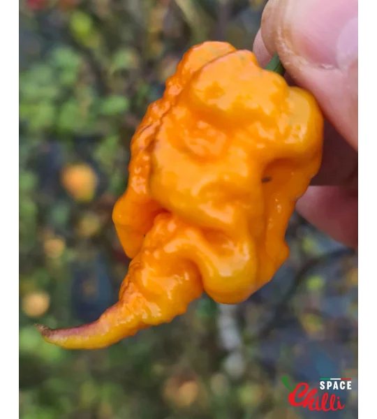 Reaper Sbagliato Orange F8 (10+ Seeds)