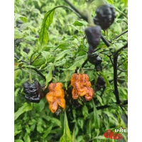 Reaper Sbagliato Orange F8 (10+ Seeds) Reaper Sbagliato Orange F8 (10+ Seeds)