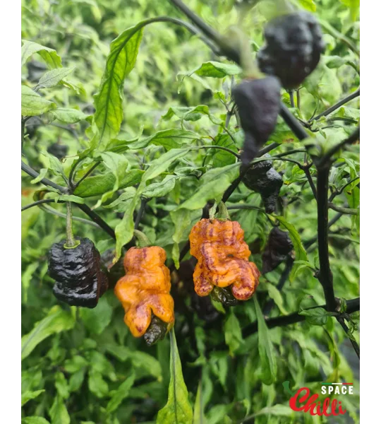Reaper Sbagliato Orange F8 (10+ Seeds)