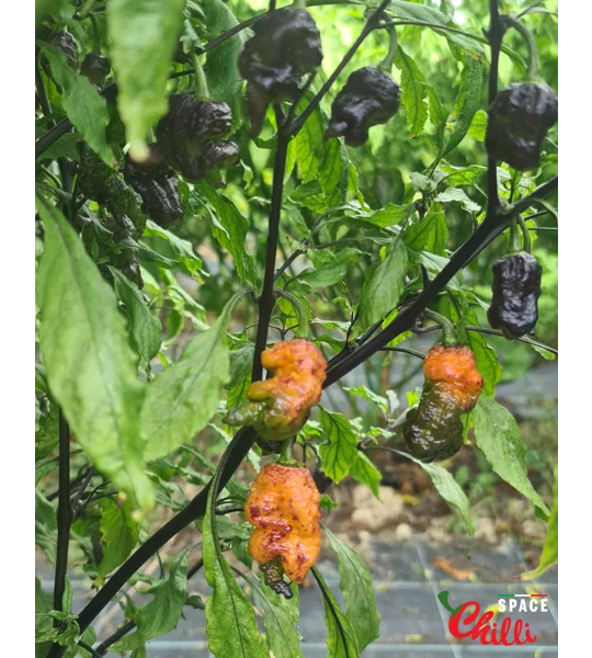Reaper Sbagliato Orange F8 (10+ Seeds)