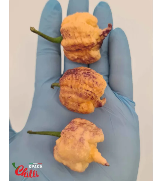 Reaper Sbagliato Purple Peach F8 (10+ Seeds)