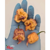 Reaper Sbagliato Purple Peach F8 (10+ Seeds) Reaper Sbagliato Purple Peach F8 (10+ Seeds)