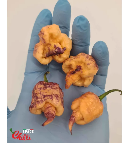 Reaper Sbagliato Purple Peach F8 (10+ Seeds)
