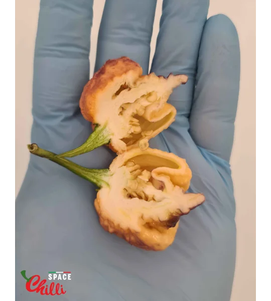 Reaper Sbagliato Purple Peach F8 (10+ Seeds)