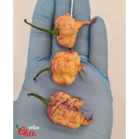 Reaper Sbagliato Purple Peach F8 (10+ Seeds) Reaper Sbagliato Purple Peach F8 (10+ Seeds)