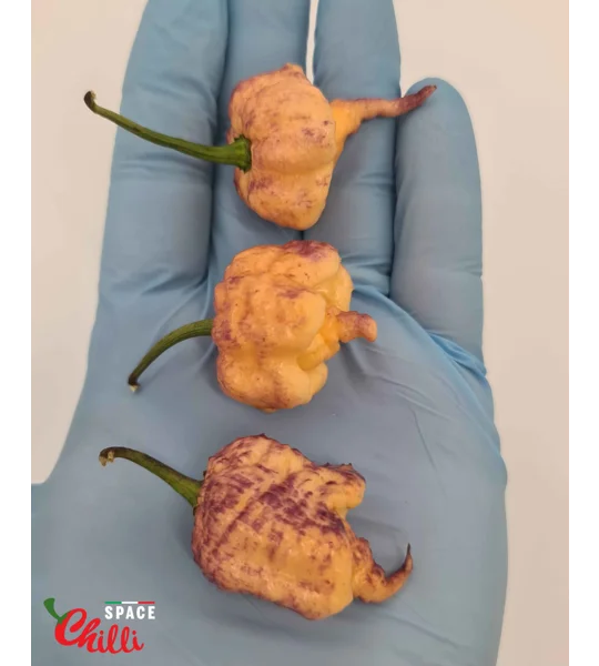 Reaper Sbagliato Purple Peach F8 (10+ Seeds)