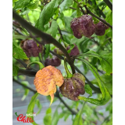 Reaper Sbagliato Purple Peach F8 (10+ Seeds) Reaper Sbagliato Purple Peach F8 (10+ Seeds)