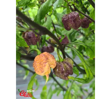 Reaper Sbagliato Purple Peach F8 (10+ Seeds)