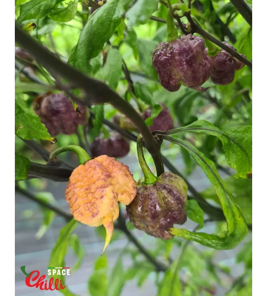 Reaper Sbagliato Purple Peach F8 (10+ Seeds)