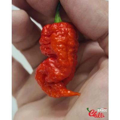 Reaper Sbagliato Red F8 (10+ Seeds) Reaper Sbagliato Red F8 (10+ Seeds)