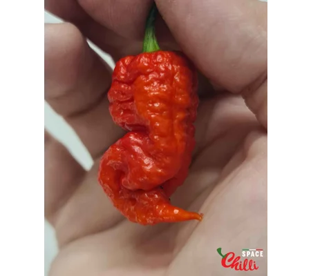 Reaper Sbagliato Red F8 (10+ Seeds)