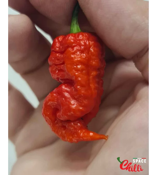 Reaper Sbagliato Red F8 (10+ Seeds)