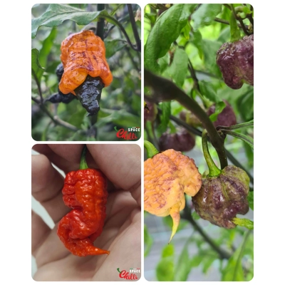 Sbagliato pheno - Special Offers - 30+ Seeds Sbagliato pheno - Special Offers - 30+ Seeds