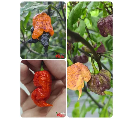 Sbagliato pheno - Special Offers - 30+ Seeds