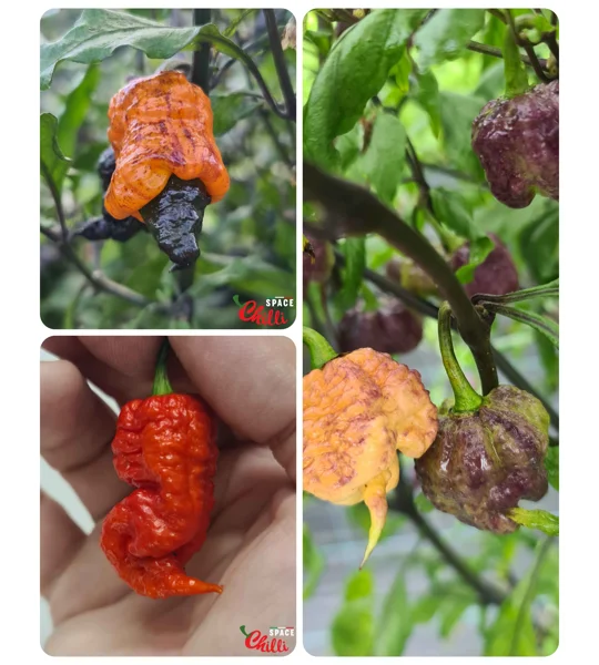 Sbagliato pheno - Special Offers - 30+ Seeds